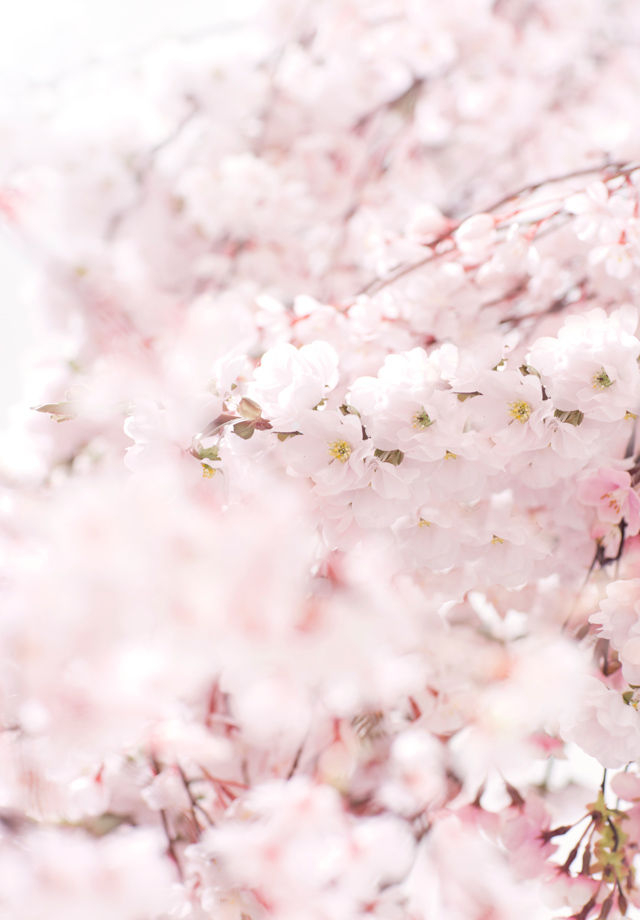 たくさんの桜の背景写真